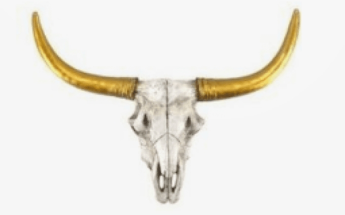 Crâne de vache cornes dorées