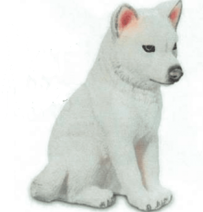 Bébé loup blanc